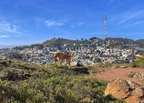 Corona Heights Dog Play Area